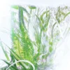 Parfém Geranium – Luxuriance – Rivieres De Cartier | Cartier